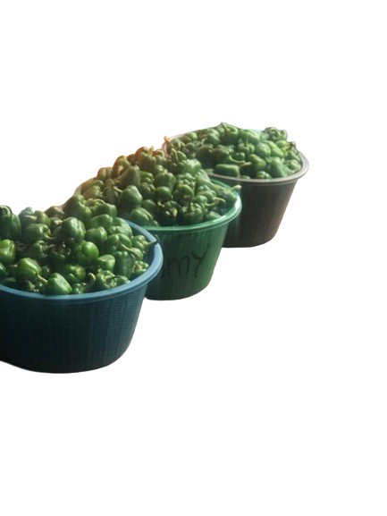 Basket Green Sweet Pepper Bell