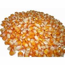 Fresh Maize