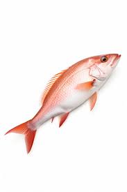 Red Fish