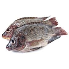 Fresh Tilapia