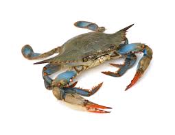 Live Crabs