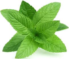 Fresh Mint 100g